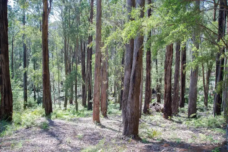 Main view of Homely land listing, 19 Lyrebird Avenue, East Warburton VIC 3799