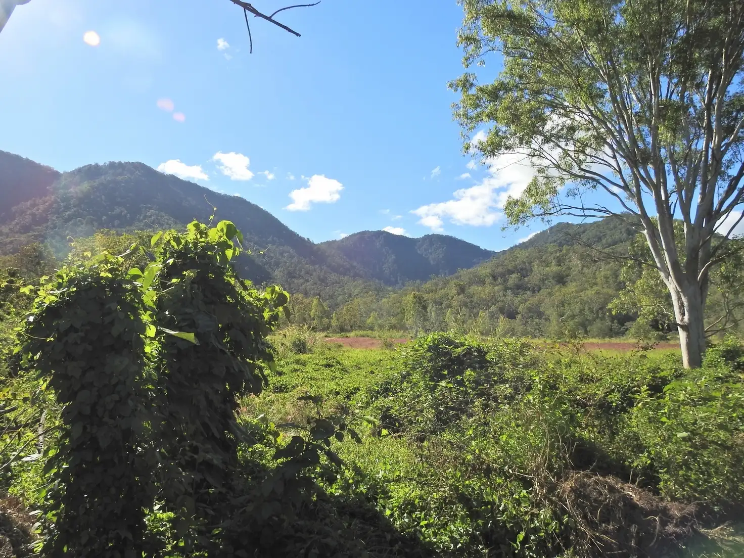 Main view of Homely rural property listing, 79 Pittionis Road, Netherdale QLD 4756