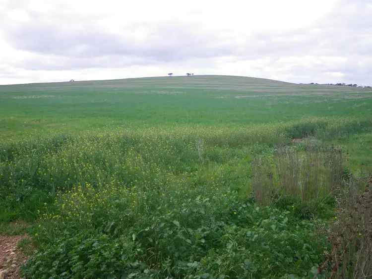 Third view of Homely rural property listing, Gladstone Caltowie Road, Gladstone SA 5473