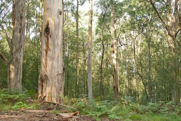 Third view of Homely land listing, 1055 Don Road, Healesville VIC 3777