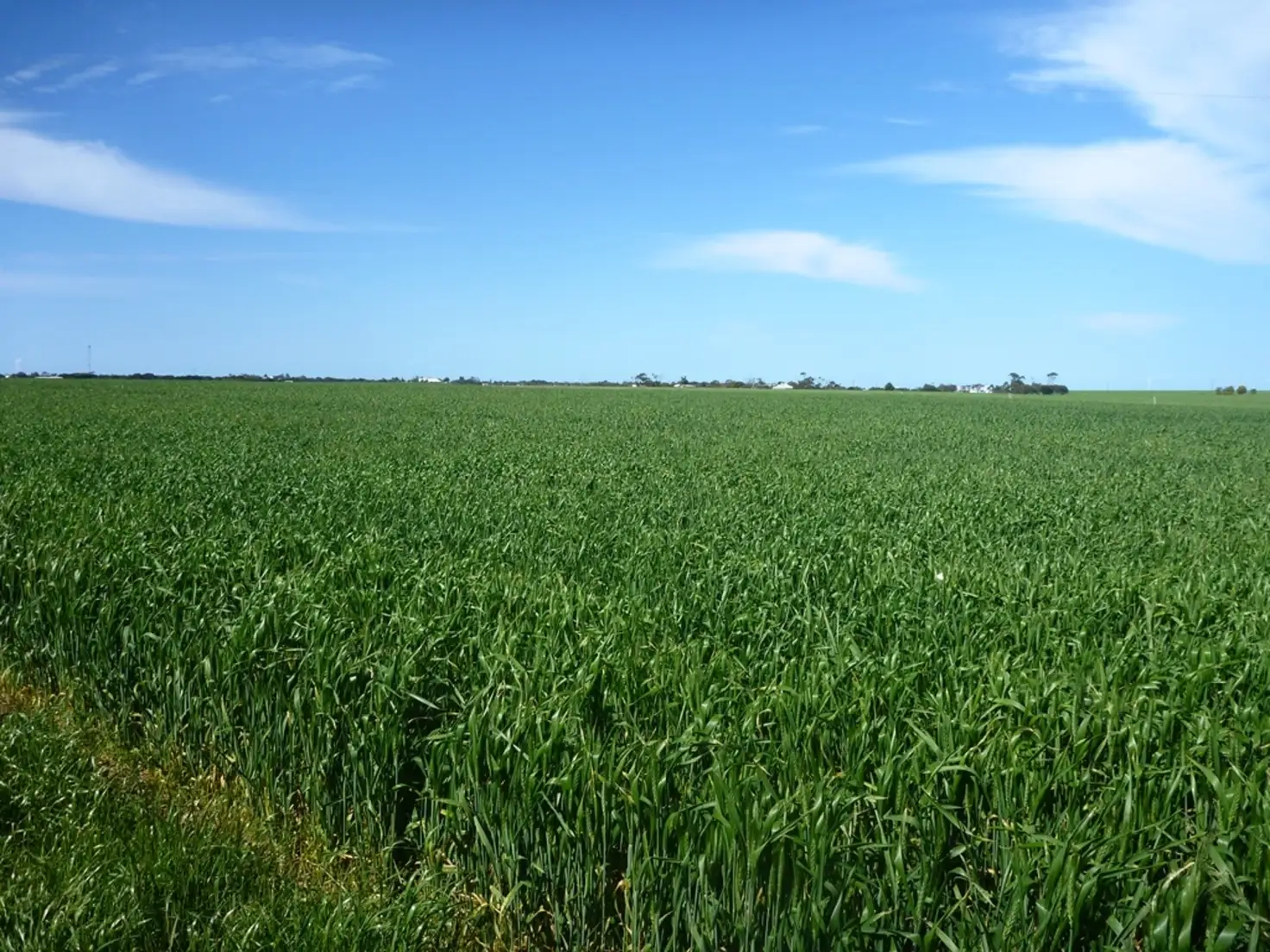 Main view of Homely rural property listing, 260 Lake Fowler Road, Coobowie SA 5583