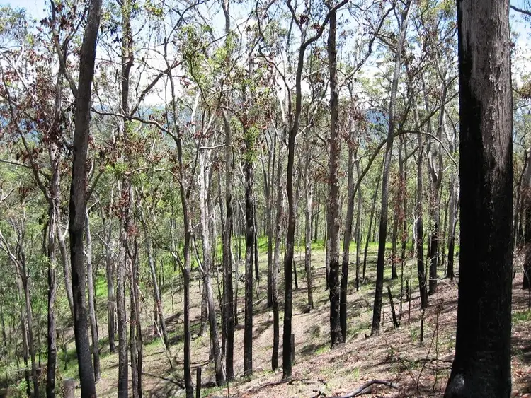 Fourth view of Homely land listing, Lot 86 Zahmel Street, Finch Hatton QLD 4756