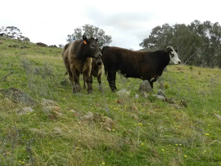 Fifth view of Homely rural property listing, Lot 84 Greenmantle Road, Bigga NSW 2583