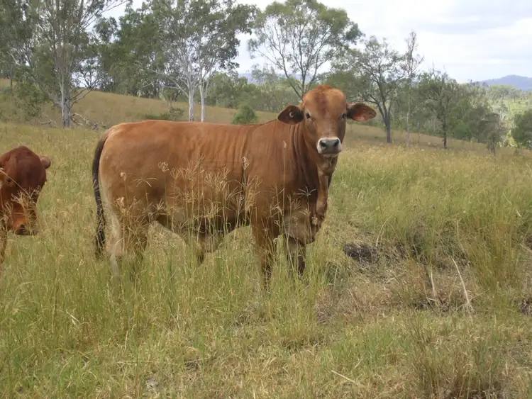 Sixth view of Homely rural property listing, Lot 3/235 Running Creek Road, Kilkivan QLD 4600