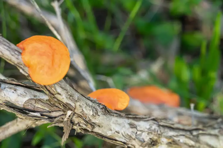 Third view of Homely rural property listing, Address available on request