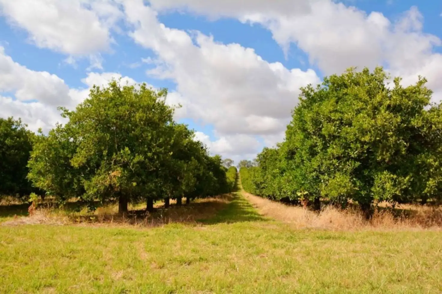 Main view of Homely rural property listing, 166 George Irwin Road, Colignan VIC 3494