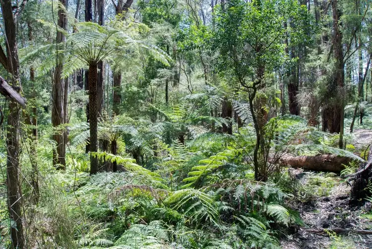 Sixth view of Homely land listing, 19 Lyrebird Avenue, East Warburton VIC 3799