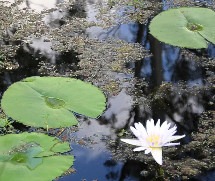 Second view of Homely land listing, 10 West Coorang Road, Cornubia QLD 4130