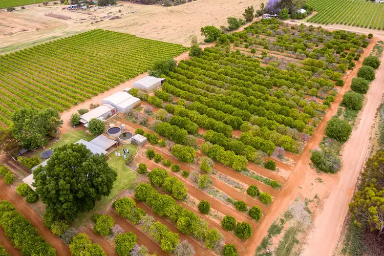 Main view of Homely rural property listing, 240 Coorong Avenue, Irymple VIC 3498