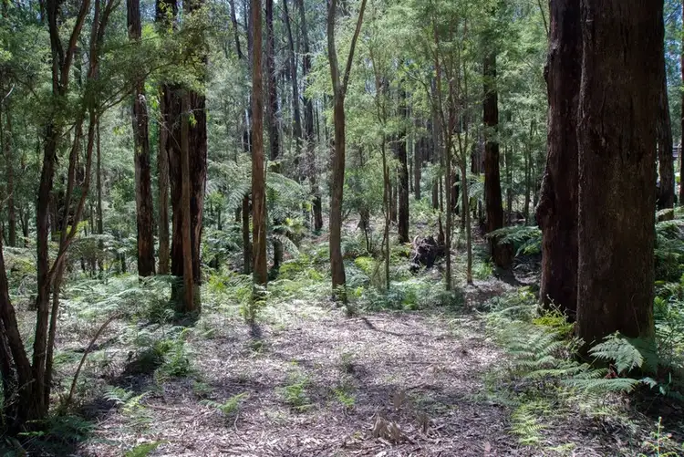 Fifth view of Homely land listing, 19 Lyrebird Avenue, East Warburton VIC 3799