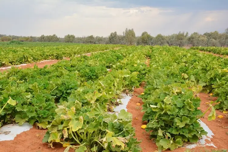 Third view of Homely rural property listing, 206 Paringi Road, Paringi NSW 3500