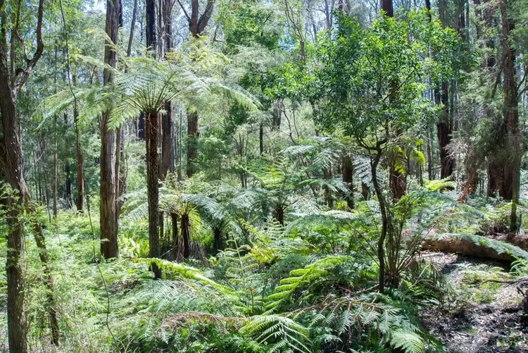 Seventh view of Homely land listing, 19 Lyrebird Avenue, East Warburton VIC 3799