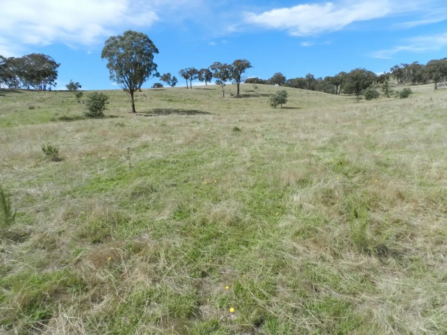 Main view of Homely rural property listing, 1252 Kangaloolah Road, Binda NSW 2583