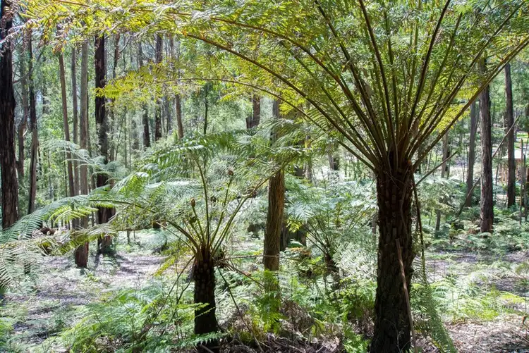 Third view of Homely land listing, 19 Lyrebird Avenue, East Warburton VIC 3799