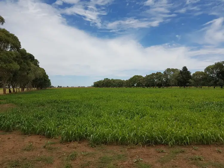 Fourth view of Homely rural property listing, 1307 Boothroyds Road, Numurkah VIC 3636