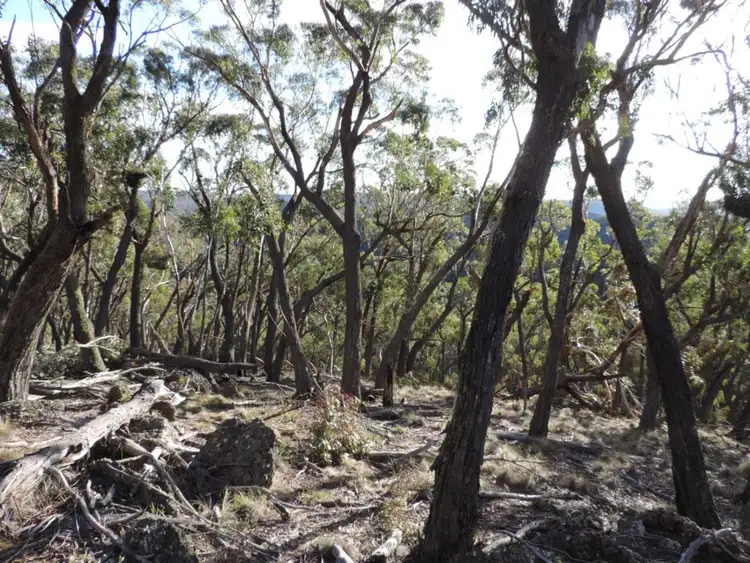 Fifth view of Homely rural property listing, 981 Jerrong Road, Taralga NSW 2580