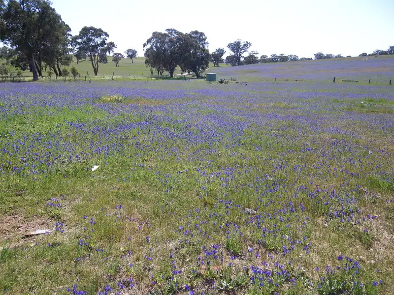 Main view of Homely rural property listing, Lot 589 Rosslyn Road, Murray Town SA 5481