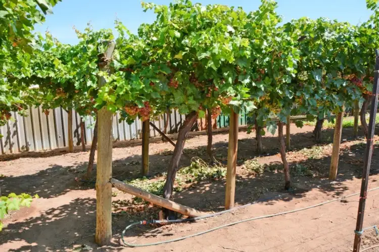 Fifth view of Homely house listing, 177 Koorlong Avenue, Nichols Point VIC 3501